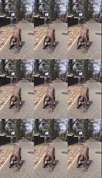 ヒョウ柄ですzentai Leopard print catsuit @leopardgirlog