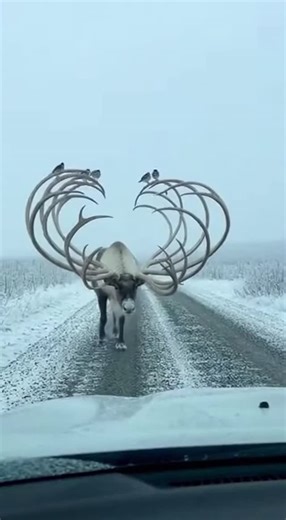 Promptopia AI on Instagram: "A massive caribou with spiral-staircase antlers walks calmly across a snowy Arctic road. Small birds perch on the lower loops while three snowy owls sit majestically at the very top, blinking like calm passengers as the caribou crosses in front of a stunned driver."