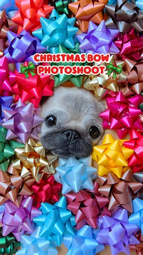 Loulou the Pug on Instagram: "Doing the Christmas bows photoshoot with my two pugs! 🎀🎄 How did they do? 🥹 #pug #dog #dogsofinstagram #pugsofinstagram #WeeklyFluff"