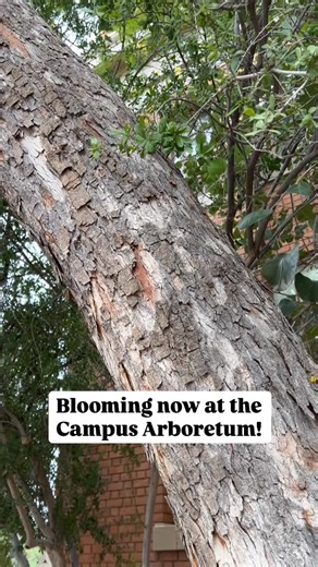 🌼 Now blooming at the Campus Arboretum! Meet the Palo de Picho tree, keep reading to learn more 🌿 Botanical name: Schizolobium parahyba 🌳 Common names: Palo de picho, Brazilian fern tree 🌎 Native range: Central and South America, especially Brazil and Costa Rica 🪵 Ethnobotanical uses: Lightweight wood traditionally used for canoes, furniture, and construction; valued for its fast growth and shade! 📍 Find it on campus: South of the Engineering Building Keep an eye out for its striking yello