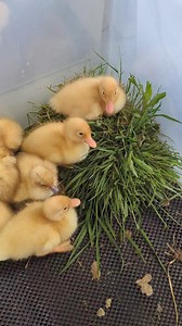 Pekin and Welsh harlequin ducklings. Welsh hatching eggs are available and ducklings by request. Last Pekin ducklings of the year are due June 14. | Cajun Creek Farm