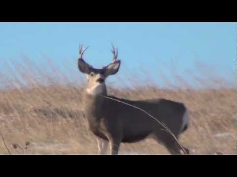 Little Mule Buck Bouncing