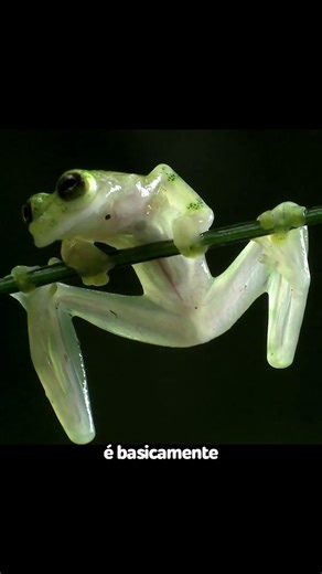 Sapo x Transparente!