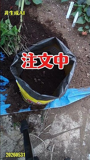 カルビージャガイモバッグで薩摩芋 #頑張れカルビー #土嚢袋栽培 #家庭菜園 #農業 #さつまいも #カルビー