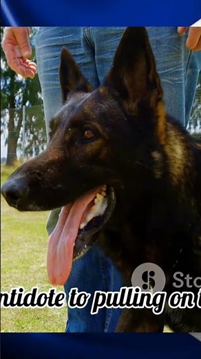 How Elite K9 Trainers Build Perfectly Obedient German Shepherds #dogtraining #dogtips