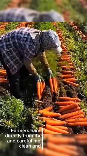 Carrot Harvest 🥕 Fast and Neat Farming Process