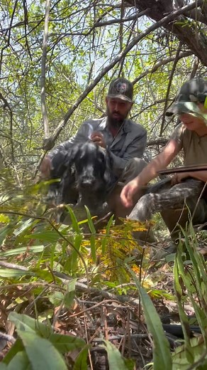 Trapper Mike on Instagram: "Summer is cooking down here in South Florida… but we are making the best of it! @cheyenne_pickle_wheat #died3timestoday #pickledpython #summer #hot #pythons #invasivespecies #conservation #florida #snakes #snake #pythoncowboy #hunting #workingdog #ottomatic #oleot Python Hunts ✅ Iguanas Hunts ✅ Private & Public Land Gator Hunts ✅ Dog & Knife Hog Hunts ✅ Bowfishing ✅ Lodging & Meals ✅ Email PythonCowboyHunts@gmail.com to book your adventure now!"