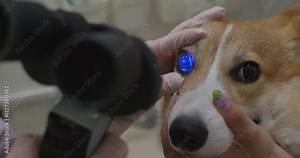 Veterinarian examining a calm corgi dog with a slit lamp, focusing on the dog's eyes. The examination highlights the importance of regular eye care in maintaining pet health.