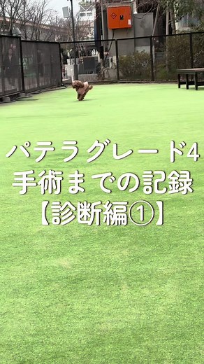 トイプードルのパテラグレード4診断｜歩き方の変化と専門医受診