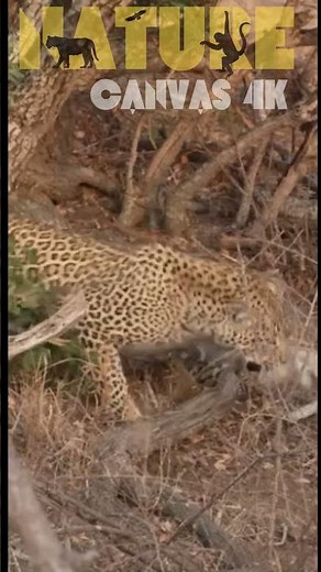 SHOCKING Outcome When Leopard and Hyena CLASH in the Wild