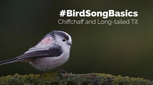 The iconic song of Chiffchaff is hard not to recognise once you get your ear in; it does say its own name after all. Nick Moran explains how you can recognise them; listen out for them from spring onwards. #Winterwatch BBC Springwatch | BTO British Trust for Ornithology