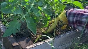 Organic gardening, sustainable lifestyle concept. Woman mulching tomato plants in high raised bed at morning sun rays. Skilled female gardener nurtures organic garden with devotion and expertise
