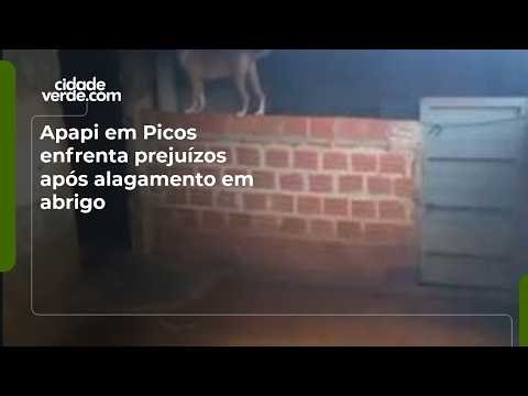 Apapi in Picos faces losses after flooding at its shelter.