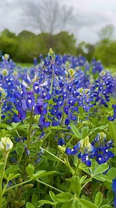Take the drive! Stay the weekend! Find bluebonnets and so much more in Brenham/Washington County! | Visit Brenham/Washington County, Texas
