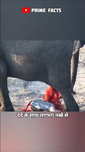 The birth of a baby elephant