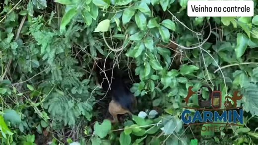 Garmin conect | Acuaçao top da cachorrada e a porca caiu logo na frente! #javali #caçador #garmin #caçada #caça | Instagram