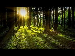 Sonidos Amanecer en el Bosque con Música de Piano | Música y Sonidos de la Naturaleza para relajarse