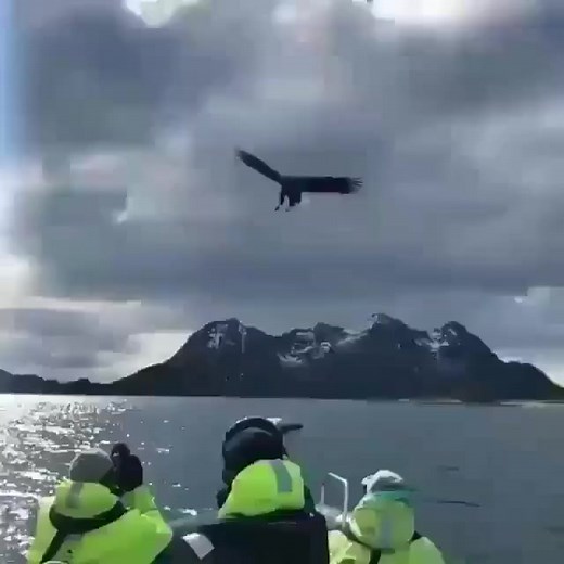 Eagle Catching Fish - -  Credit: @naturepredators - - All credit goes to respective owners  DM for removal or credit. - - Follow us for more videos: @animalentertainment7 - - #eagle #fishing #closeenough #baldeagle #eaglehunting #eagleeating #greaterkruger #wildlife #wildlifeaddicts #animal #animallovers #nature #africa #africasafari #africamagic #videooftheday | Animals Wildside | Facebook