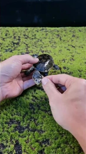 DIY Taxidermy Tutorial: Dare to Try? #Specimen #Pet