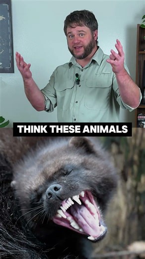 Wolverines = Final Boss of Weasels