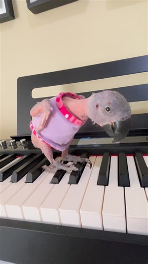 Ruby & Friends | Ruby’s first piano lesson. | Instagram