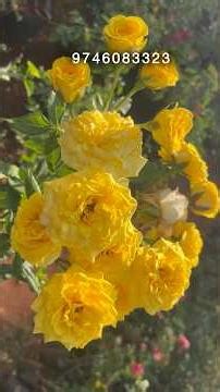 10 native roses combo 500 #rosecaring #gardenflowers #gardenroses #plantlover #plants