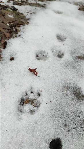Forest wildlife moments | Fox tracks in the snow ❄️🦊