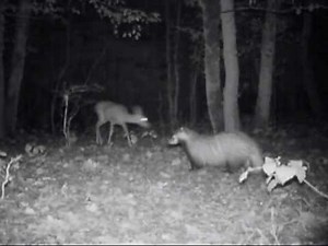 Begegnung Dachs und Reh. Eifel bei Dohr 12.10.2013 © Lothar Lenz