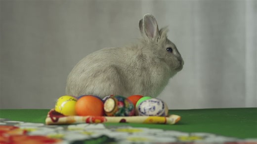 Easter bunny behind a pile of easter eggs - Free Stock Video