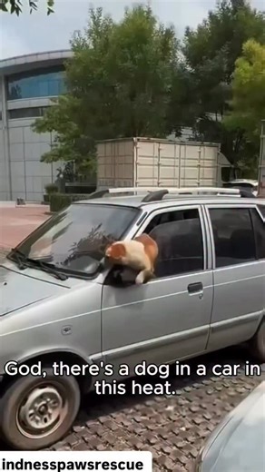 In this unbearable heat, no living being should ever be left locked inside a car. The temperature inside a parked vehicle can rise to deadly levels within minutes, even with the windows slightly open. Imagine the fear, the confusion, and the silent suffering of an innocent soul trapped, gasping for air, waiting for help that might never come. Animals trust us with their lives. They cannot ask for help, they cannot open a door, and they cannot explain their pain, but they feel everything. Every m