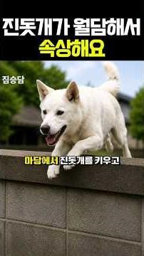 진돗개 담넘을때 해결방법 #진도개