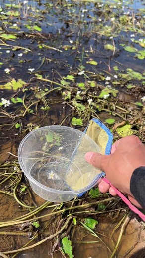 Amazing Betta Fish Catching In Lake