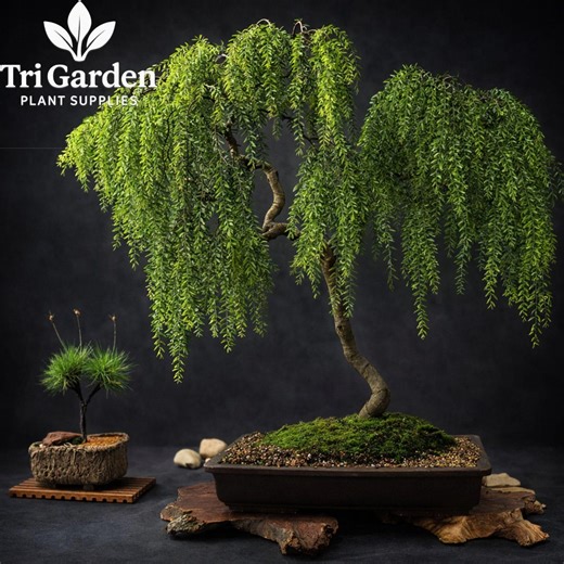 Live Dwarf Australian Weeping Willow Bonsai Cutting | Fast Growing Mini Willow Tree | Indoor Outdoor Bonsai Starter - Etsy