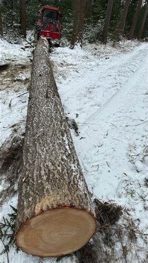 Mts 82 mit Krpan 6,5t im Einsatz