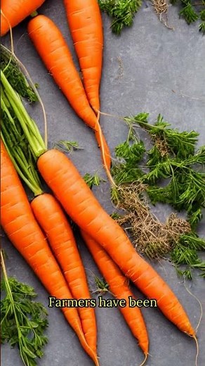 The Biggest Carrot in the World – Nature’s Giant Surprise