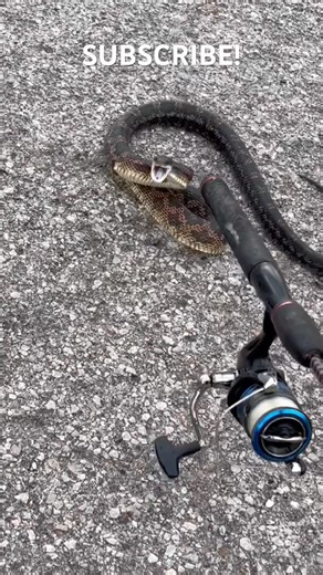Turns Out It Was A Rat Snake! #oklahoma