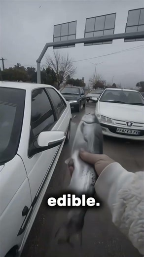 Why is there fish rain? 🤔 #shorts