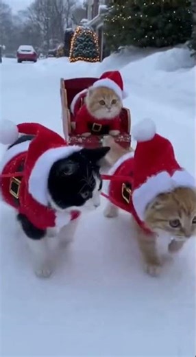🎄🎄🎄 Merry Christmas 🎄🎄🎄 #cat #kitten #cute #christmas #merrychristmas