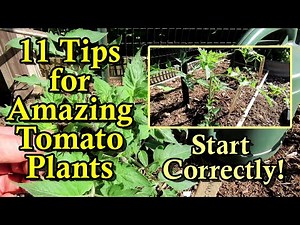 My 11 Tips for Planting Tomato Transplants: Love the Roots for Vigorous Growth & Amazing Harvests!