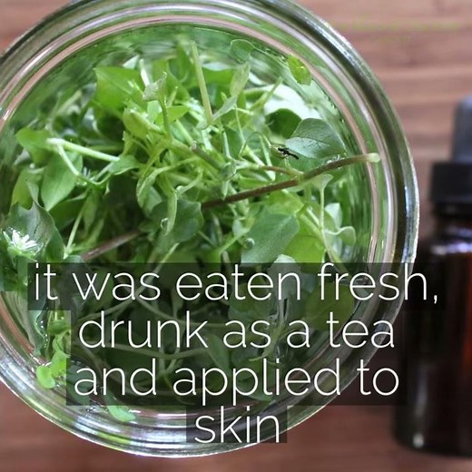 Chickweed: Benefits and How to Use It