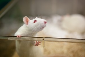 Study on how rats process smell may address issue of experiment reproducibility