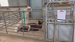 It’s mating day! Alpacas are mating stimulated ovulaters. That means the mating stimulates the release of the egg, no season or coming on heat. The sound the males mate is called orgling. The females are ready to remate 17-21 days after birthing and then spend 11-11.5 months pregnant. A very slow pregnancy. We only mate until 13th July, so later birth mum’s won’t get re-mated. We also don’t mate girls who are out of condition or have been ill (like Inca). | Mullacott Alpacas