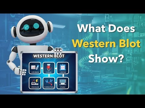 Western Blot Technique Explained: A Comprehensive Tutorial