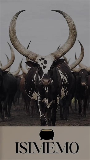 High-Quality Video Invitations for Your Events