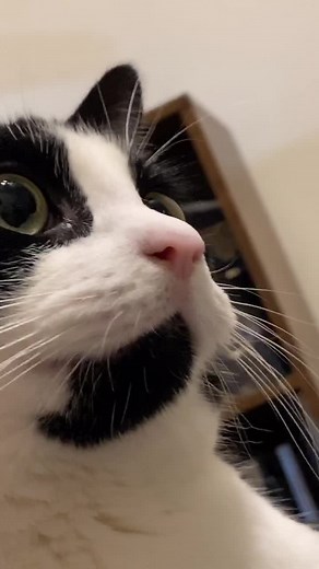 Rick Astley Cat Transformation | Smartest Cat in the World!