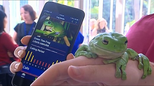 Das Quaken der Frösche