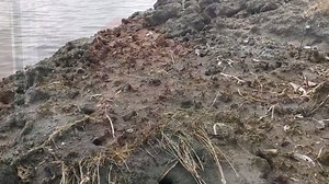 7.3K views · 56 reactions | LOSING GROUND: Why are marshes in Rhode...