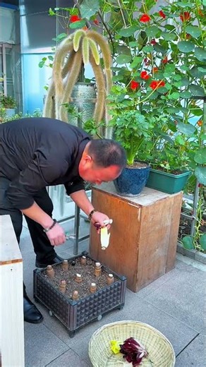 Rooftop Farming Transformation: Growing Fresh Veggies & Fruits at Home!