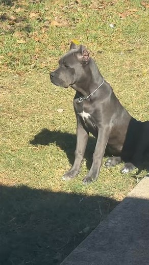 When your 5 month old Corso discovers barking 🐶🐾 #protectivedog #canecorsolife #dog #guarddogstatus #bigdog #explore #reels | Kashthecorso