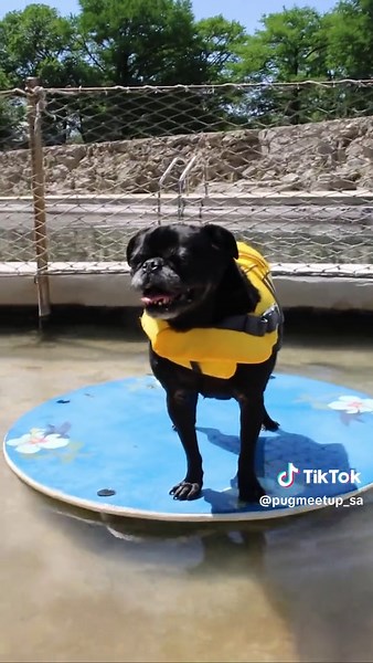 📢CALLING SOUTH TEXAS PUG OWNERS 📢 !!! For our September Meet-Up, we are having a Pug Pool Party in collaboration with the Austin Pug Club 🏊‍♂️🐾🎉! The September Meet Up will be Saturday, September 9th, from 11:00 am - 1:00 pm at Landa Aquatic Center! ( 350 Aquatic Circle New Braunfels, TX 78130) 🌤️ The predicted temperatures are a H 91° and L 81° . 💧 Bring your water-loving pugs (& their siblings) to play and cool off in the Spring-fed Pool! 🎟️ Click the link in our bio to purchase your t
